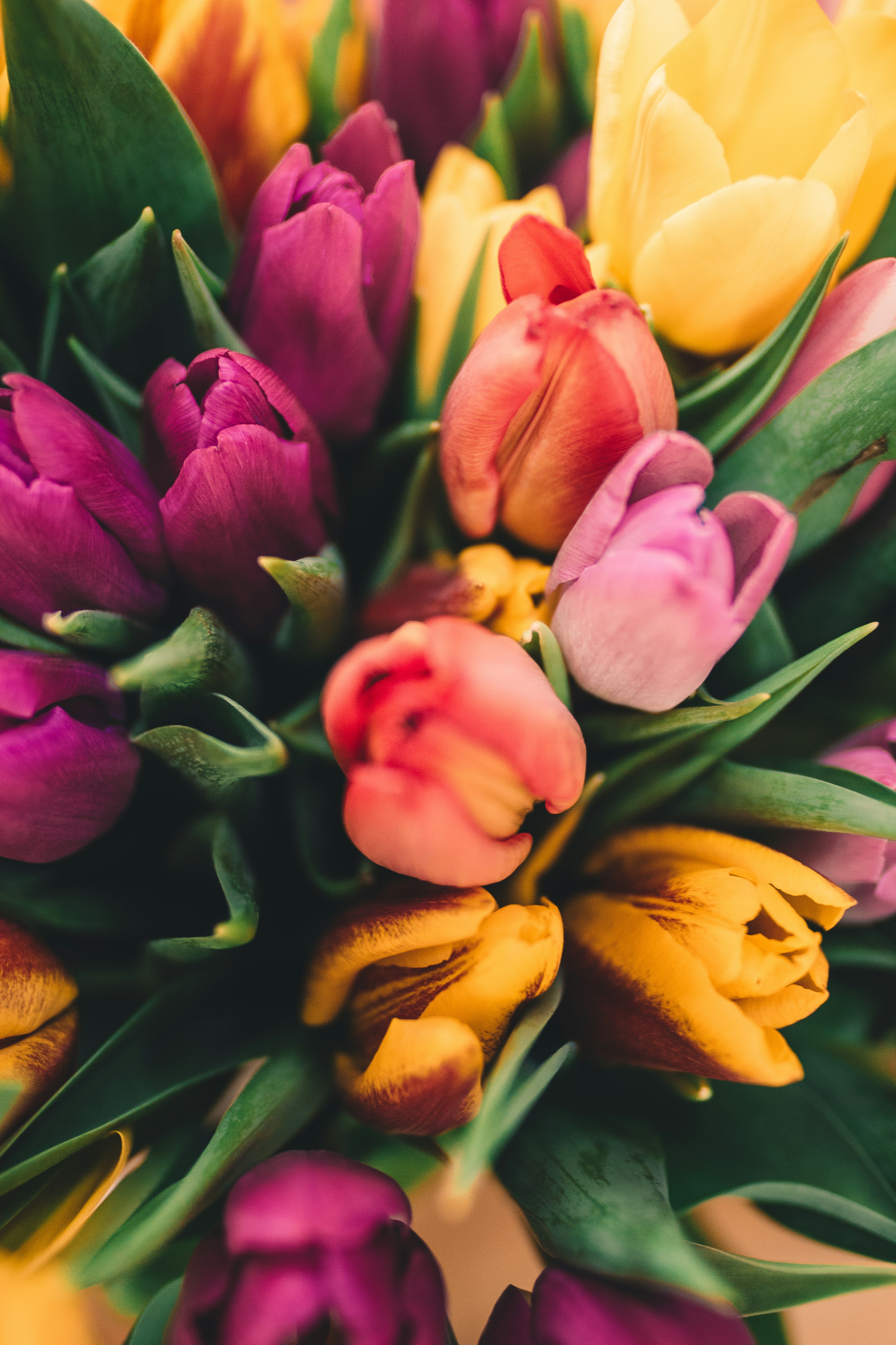 Colorful tulips